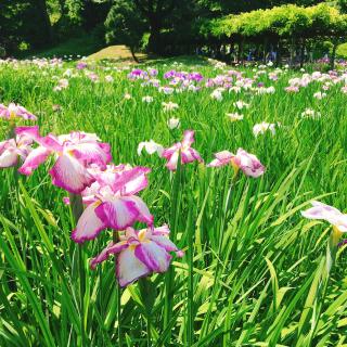 花菖蒲4.JPG