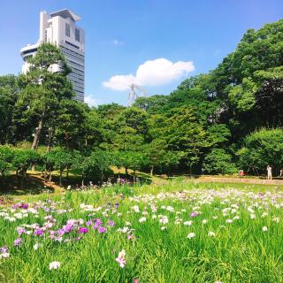 花菖蒲２.JPG